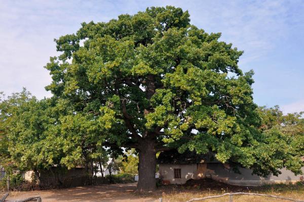The Lytiatskyi Oak