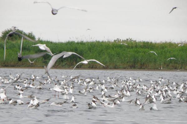 The National Nature Park “Nyzhnodnistrovskyi”